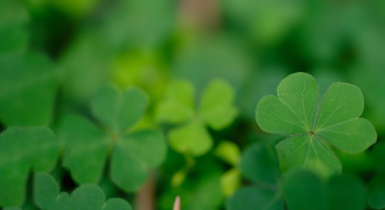 Clover Leaves for Green background with three-leaved shamrocks. st patrick's day background, holiday symbol, Earth Day