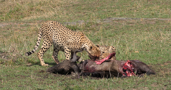 Cheetah, acinonyx jubatus, Adults eating a Kill, a Wildebest, Masai Mara Park in Kenya