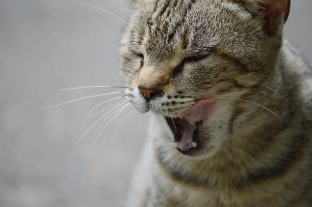 istock a colorful gray cat licks itself after lunch 1692417923