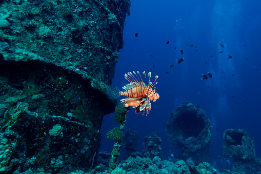 The wreck of the Iona ship in the red sea offshore from Yanbu offers the setting for a beautiful lion fish, Saudi Arabia