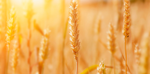 Wheat field Ears of golden wheat close up. Rural scenery under shining sunlight. Agriculture, agronomy, industry concept