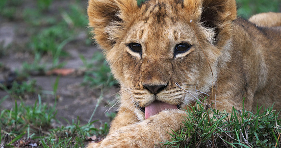 African Lion, panthera leo, Cub in the Bush, Masai Mara Park in Kenya
