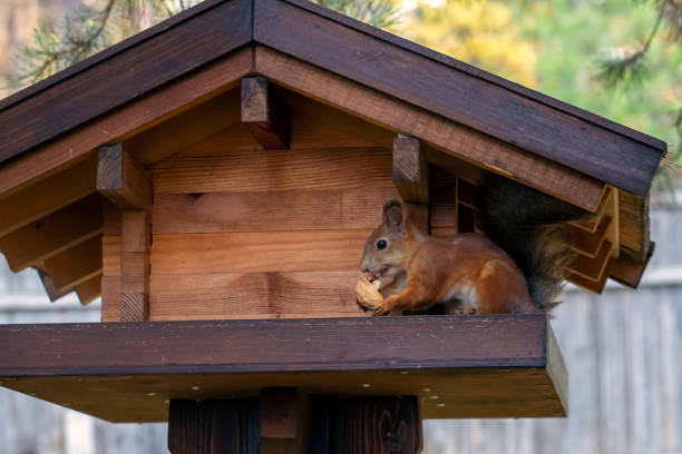 istock A cute red squirrel eats walnuts in a wooden feeder. Wild animals, care for the environment. 1692423891