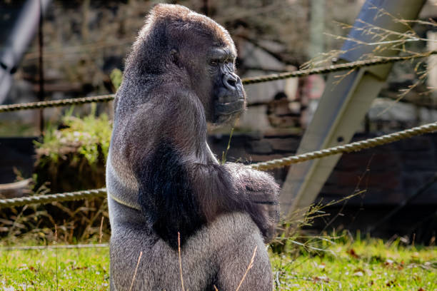 gorilla male sitting stock photo