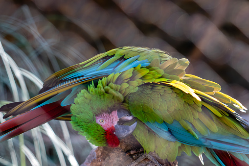 Red-green macaw  in its natural environment.Two parrots fighting