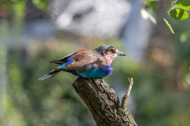 beautifull colorfull bird on branch stock photo