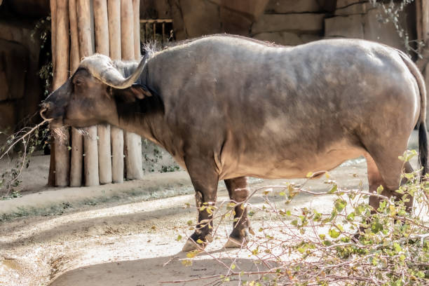 buffel in the zoo stock photo