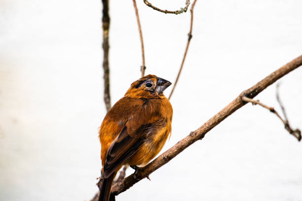 brown orange bird on branch stock photo