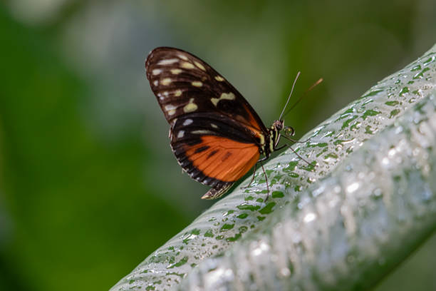 orange butterfly on branch stock photo