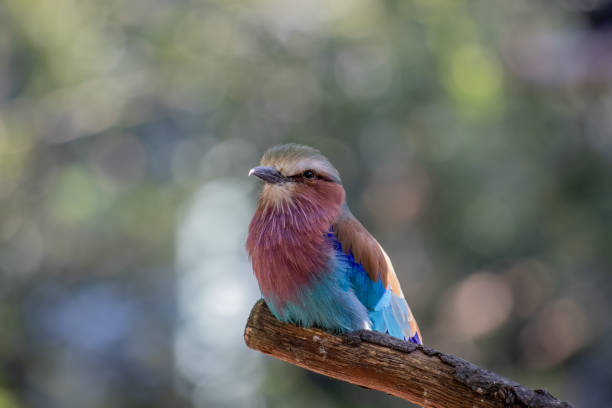 Beautifull colorfull bird on branch stock photo