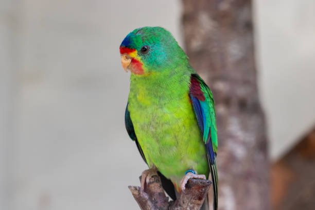 colorfull parakeet sitting on branch stock photo