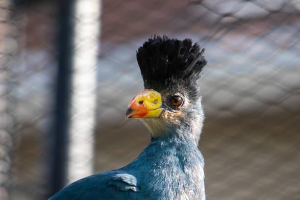 blue bird with yellow-red beak and black feathers on head stock photo