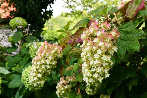 Eichenblättrige Hortensie mit schönen Blüten im Garten