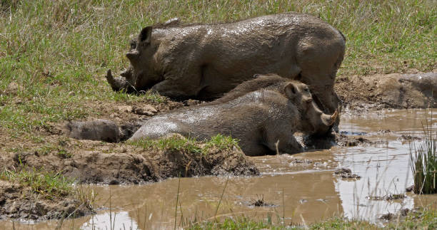 istock Warthog, phacochoerus aethiopicus, Pair having Mud Bath, Nairobi Park in Kenya 1692427928