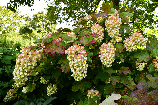 Eichenblättrige Hortensie mit schönen Blüten im Garten