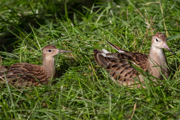 birds sitting in the grass stock photo