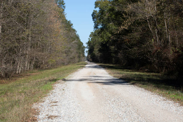 istock Gravel Road Cutting through a Forest 1692429112
