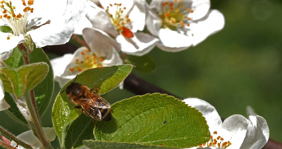 |European Honey Bee, apis mellifera, Bee foraging a Apple Tree Flower, Pollination Act, Normandy