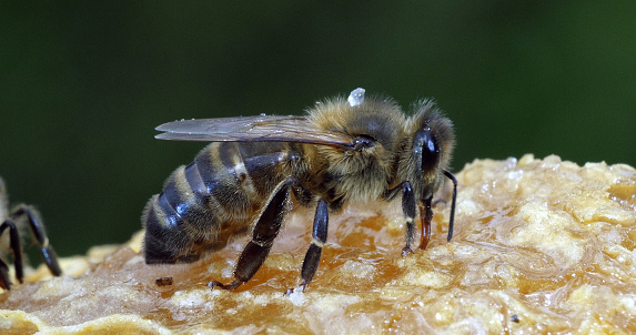 honey bee on white paper