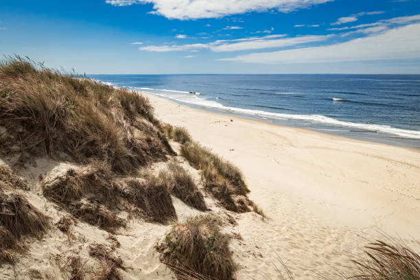 istock Dune Grass and Sand Coastline Oregon 1692434353