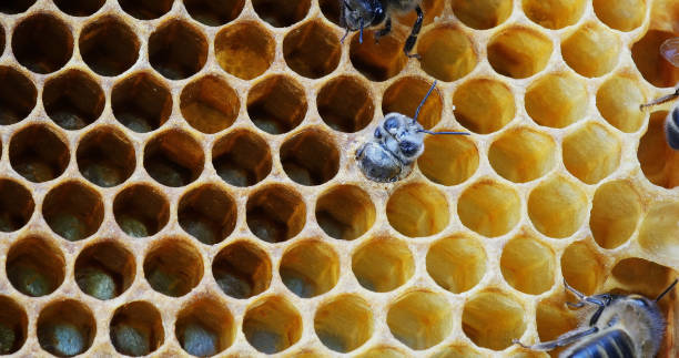 istock |European Honey Bee, apis mellifera, Bee Emerging from Cell, Bee Hive in Normandy 1692435598