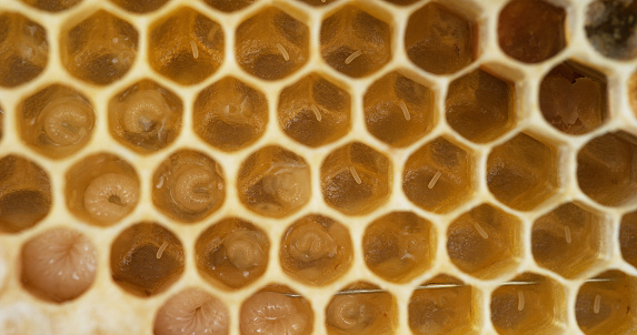 A DSLR close-up photo of honeycomb filled with honey