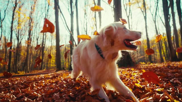 Slow-motion of playful Golden Retriever jumping to catch fall leaves in forest