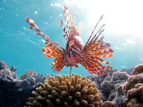 Lion Fish in the Red Sea in clear blue water hunting for food .