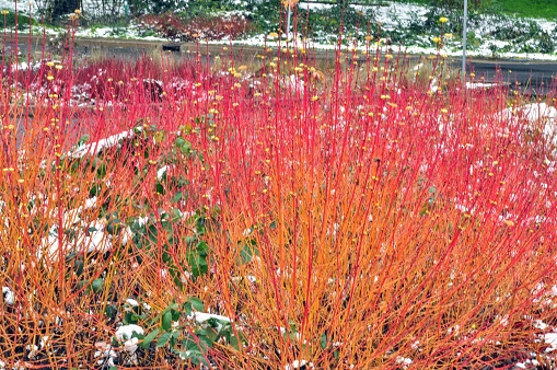 Red colored plant in snow
