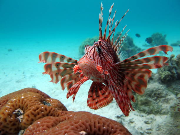 istock Lion Fish in the Red Sea. 1692444203
