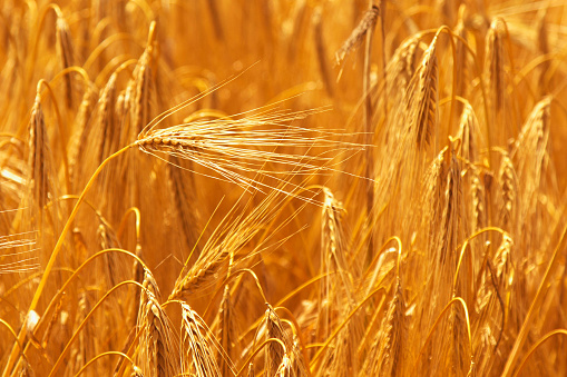 barley field background (agriculture, agronomy, industry)