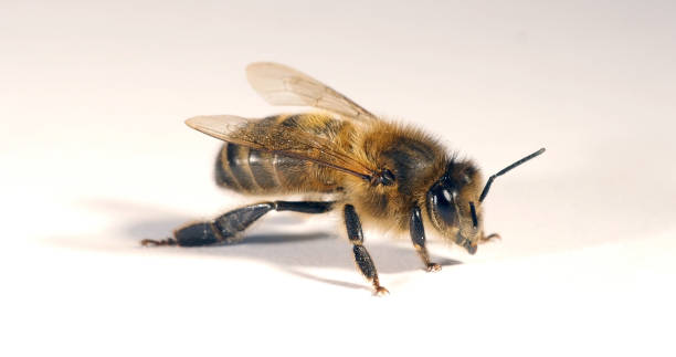 istock European Honey Bee, apis mellifera, Black Bee against White Background, Normandy 1692447634