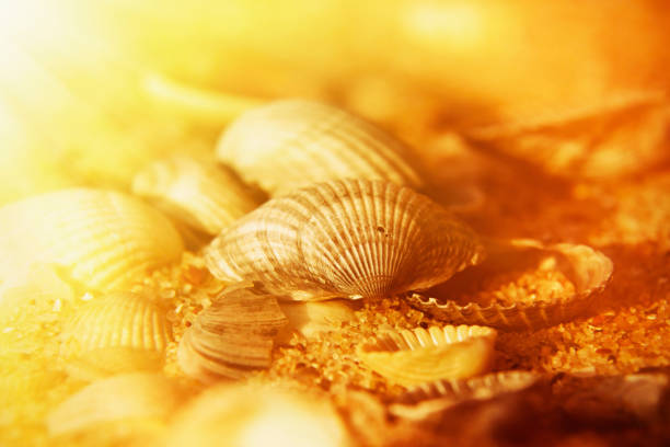 background of yellow shells