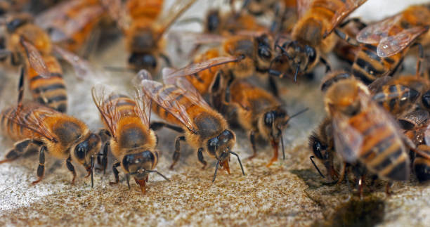 istock European Honey Bee, apis mellifera, Bees drinking Water on a Stone, Normandy 1692448904