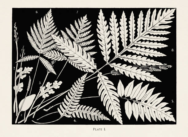 ilustrações, clipart, desenhos animados e ícones de ilustração de samambaias vintage. por volta de 1895 - nature black and white leaf black background