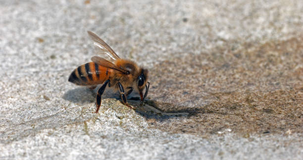 istock European Honey Bee, apis mellifera, Bee drinking Water on a Stone, Normandy 1692449540
