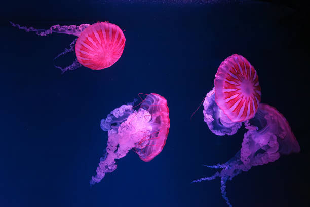 Cтоковое фото Группа южноамериканских медуз из морской крапивы плавает в подводном аквариуме с розовым неоновым светом
