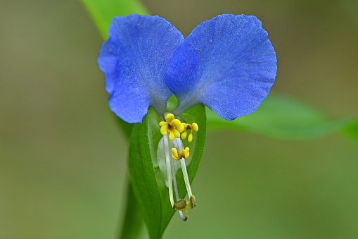 Asiatic dayflower (Commelina communis) in a Connecticut yard, close-up. An introduced plant in North America, where it can become invasive. So named because it blooms for only one day.