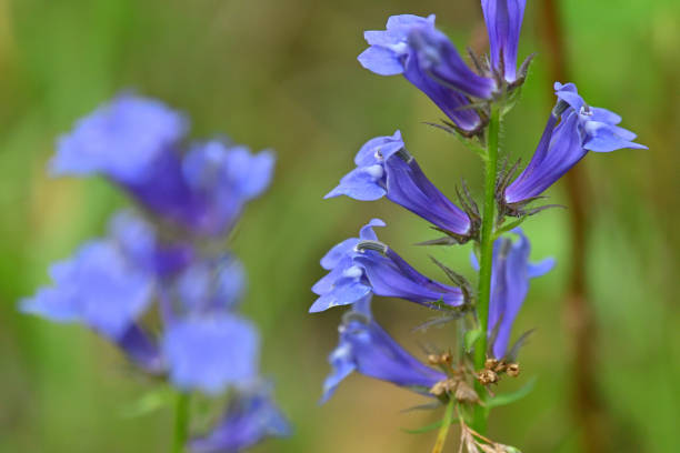 Blue cardinal flower Blue cardinal flower (Lobelia siphilitica) in a pollinator meadow at a Connecticut nature preserve, September. Also known as great blue lobelia. lobelias stock pictures, royalty-free photos & images