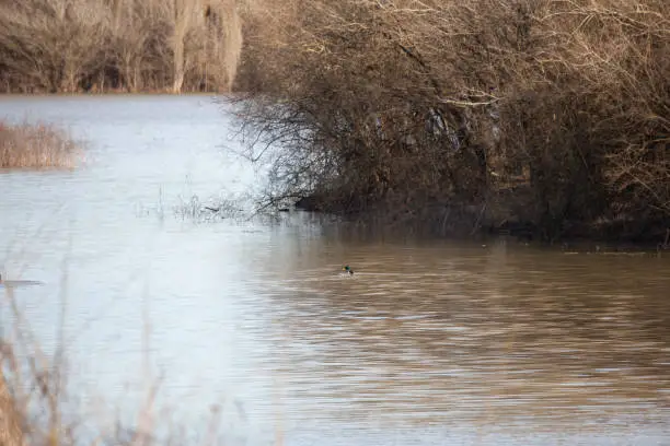 Male mallard duck (Anas platyrhynchos) swimming alone in water