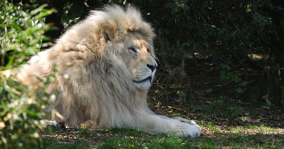 White Lion, panthera leo krugensis, Male laying