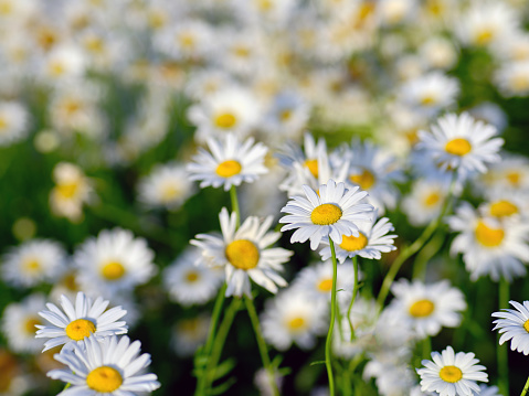 Oxeye Daisy, Shasta Daisy, Chrysanthemum, White Color, Chamomile