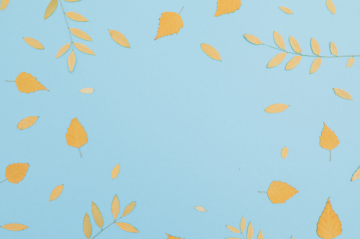 Autumnal composition with copy space made of fall leaves on blue background. Flat lay, top view. Thanksgiving day.