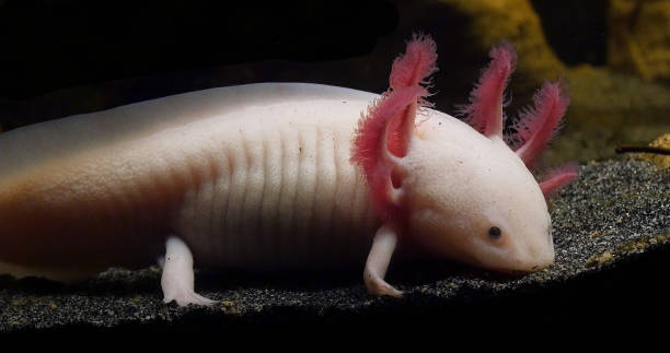 istock Axolotl, ambystoma mexicanum 1692466845