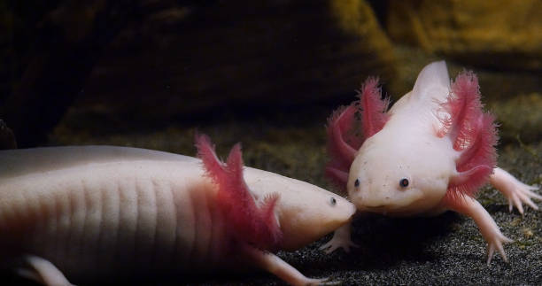 istock Axolotl, ambystoma mexicanum, Pair, 1692466864