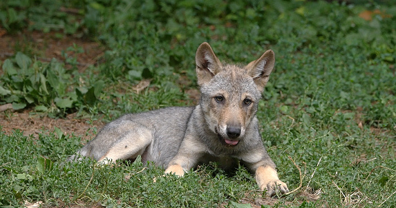 European Wolf, canis lupus, Pup laying, France