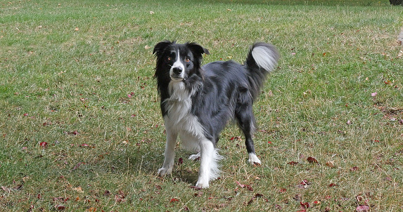 collie dog waits patiently for its owner.