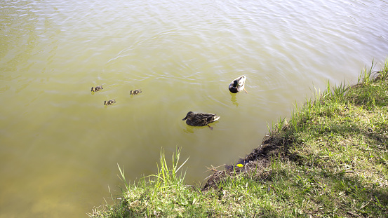 Ducks follow me, cute ducklings (duck babies) following mother in a queue,lake,symbolic figurative harmonic peaceful animal family portrait following team grouping together group trust safety harmony