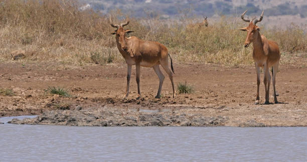 istock Hartebeest, alcelaphus buselaphus, Herd standing at Waterhole, Nairobi Park in Kenya 1692468531