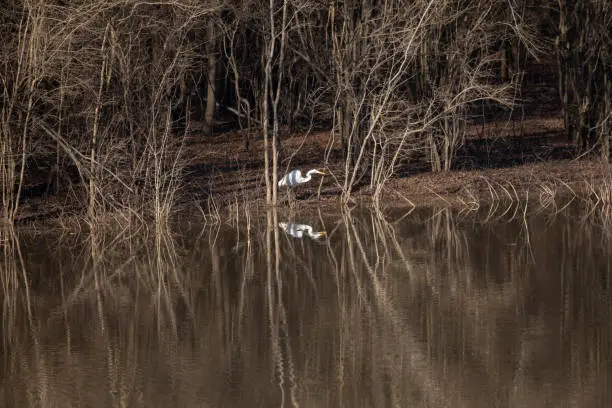 Great egret (Ardea alba ) and its reflection hunting at the edge of the water